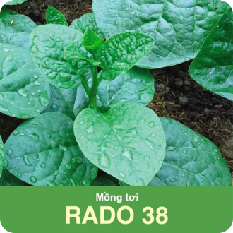 Hạt giống mồng tơi rado - gói 20 gram