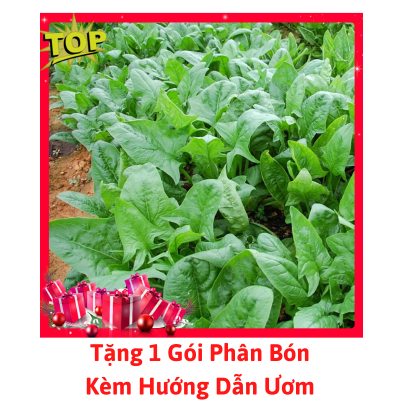 [Lấy mã giảm thêm 30%] Gói Hạt Giống Rau Chân Vịt ( Cải Bó Xôi )