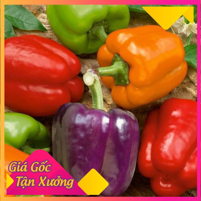 [HCM]Khu Vườn Hạt Giống Ớt Chuông Tím Kiểng Trái Ngọt .