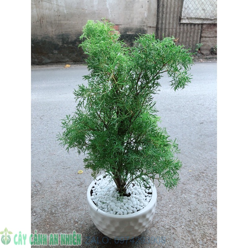 Chậu cây đinh lăng lá nhỏ
