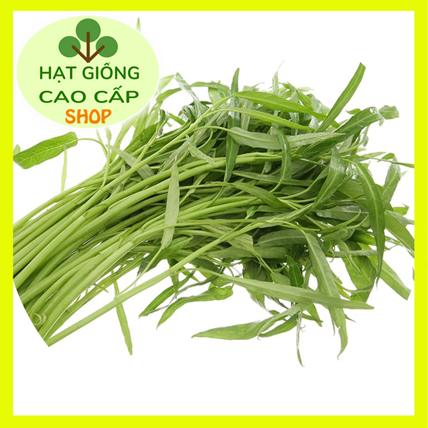 HẠT GIỐNG RAU MUỐNG CAO SẢN LÁ TRE 50GR