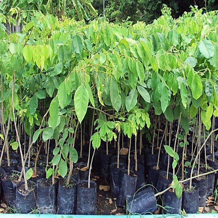 Cây giống gõ đỏ - 5657