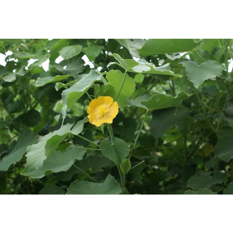 1Kg Cây cối xay