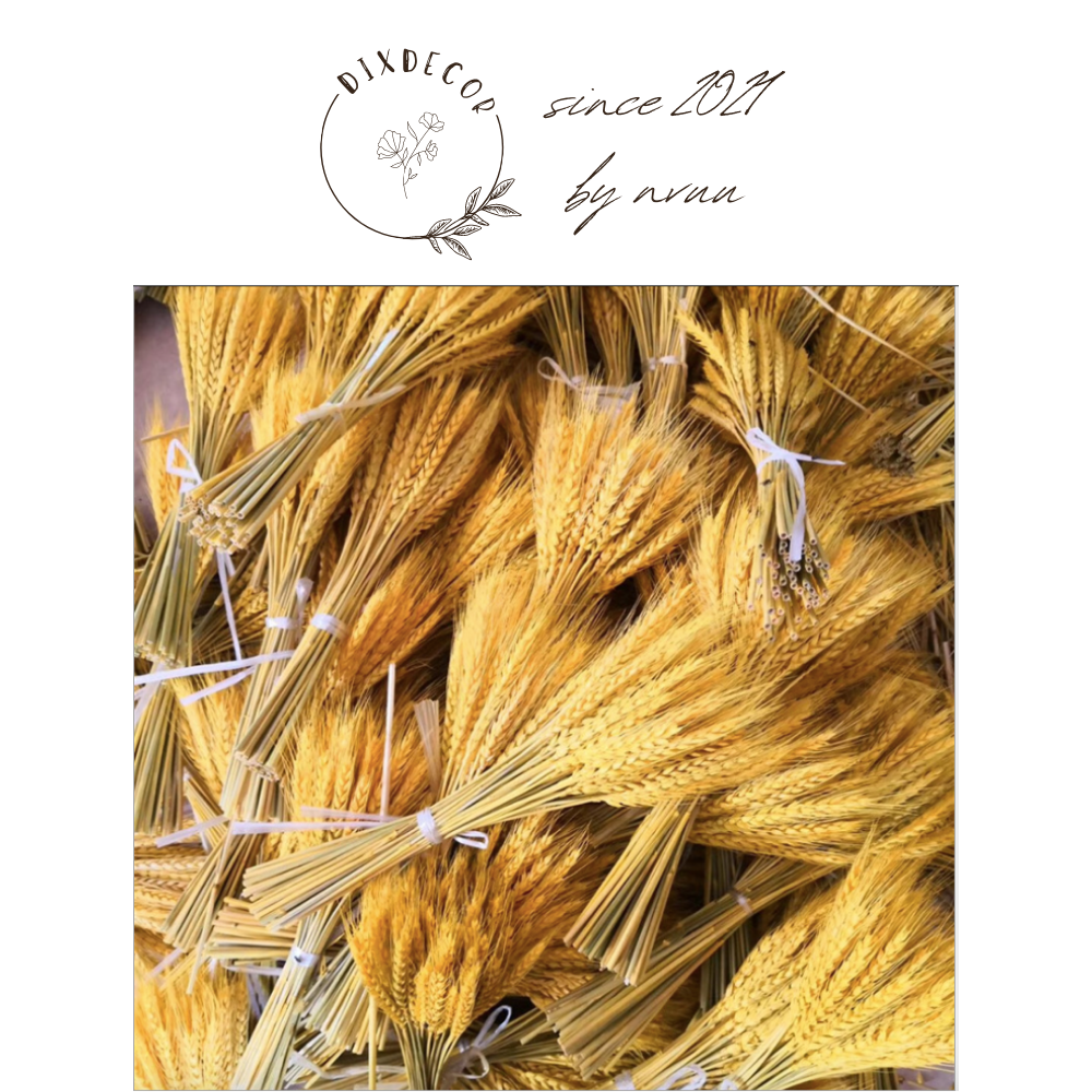 Lúa mạch khô - dried wheat decor phong cách bắc âu cổ điển, trang trí nhà cửa