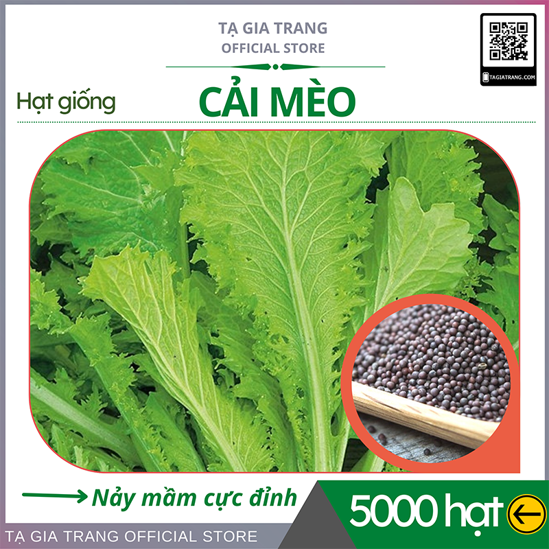 1KG Hạt giống Cải Mèo
