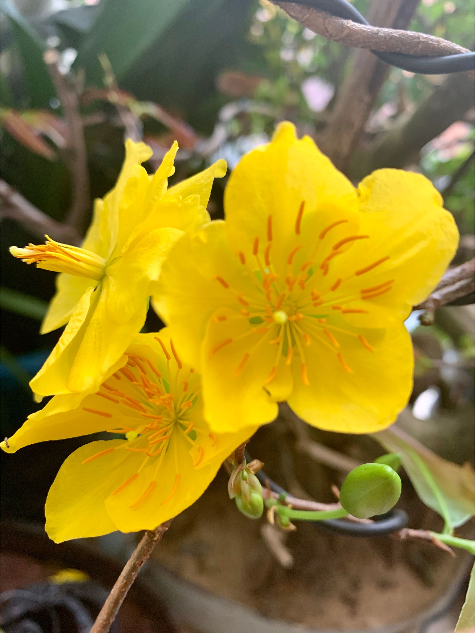 Hoa mai Vạn Phúc siêu bông_cây ghép chuẩn