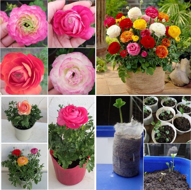 Bộ 6 Củ giống hoa mao lương mix màu - kèm 6 viên nén ươm củ