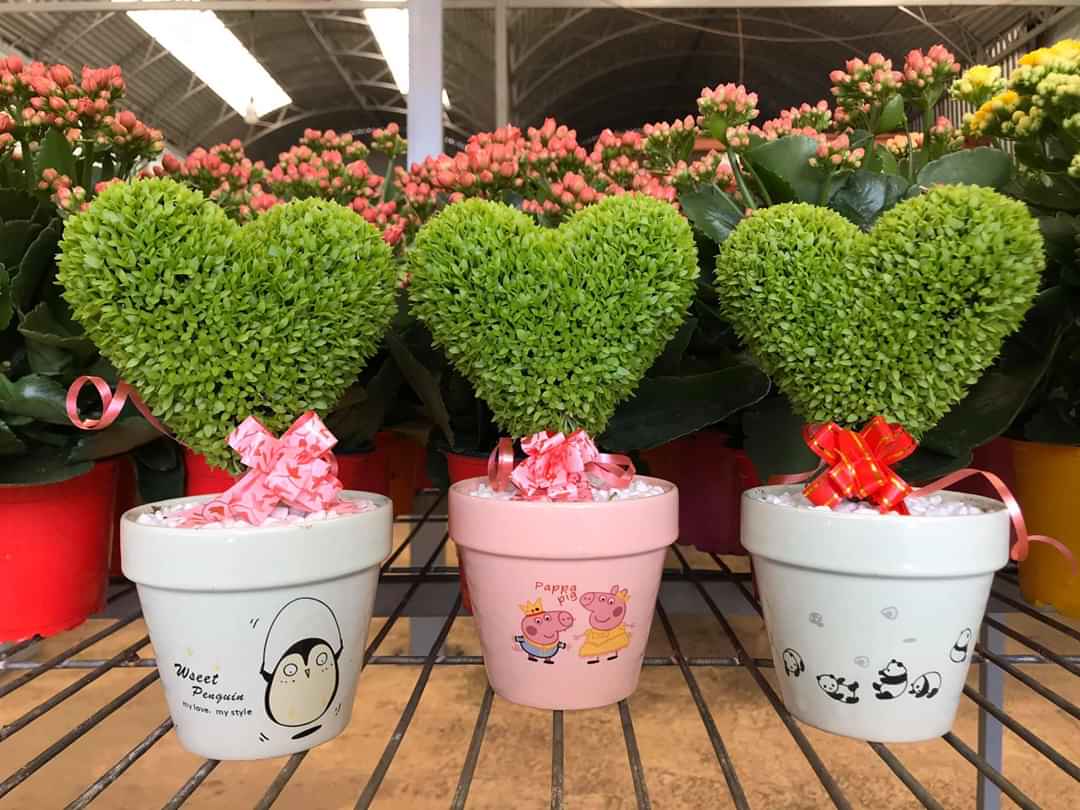 CHẬU CÂY TRÁI TIM MAY MẮN TRANG TRÍ
