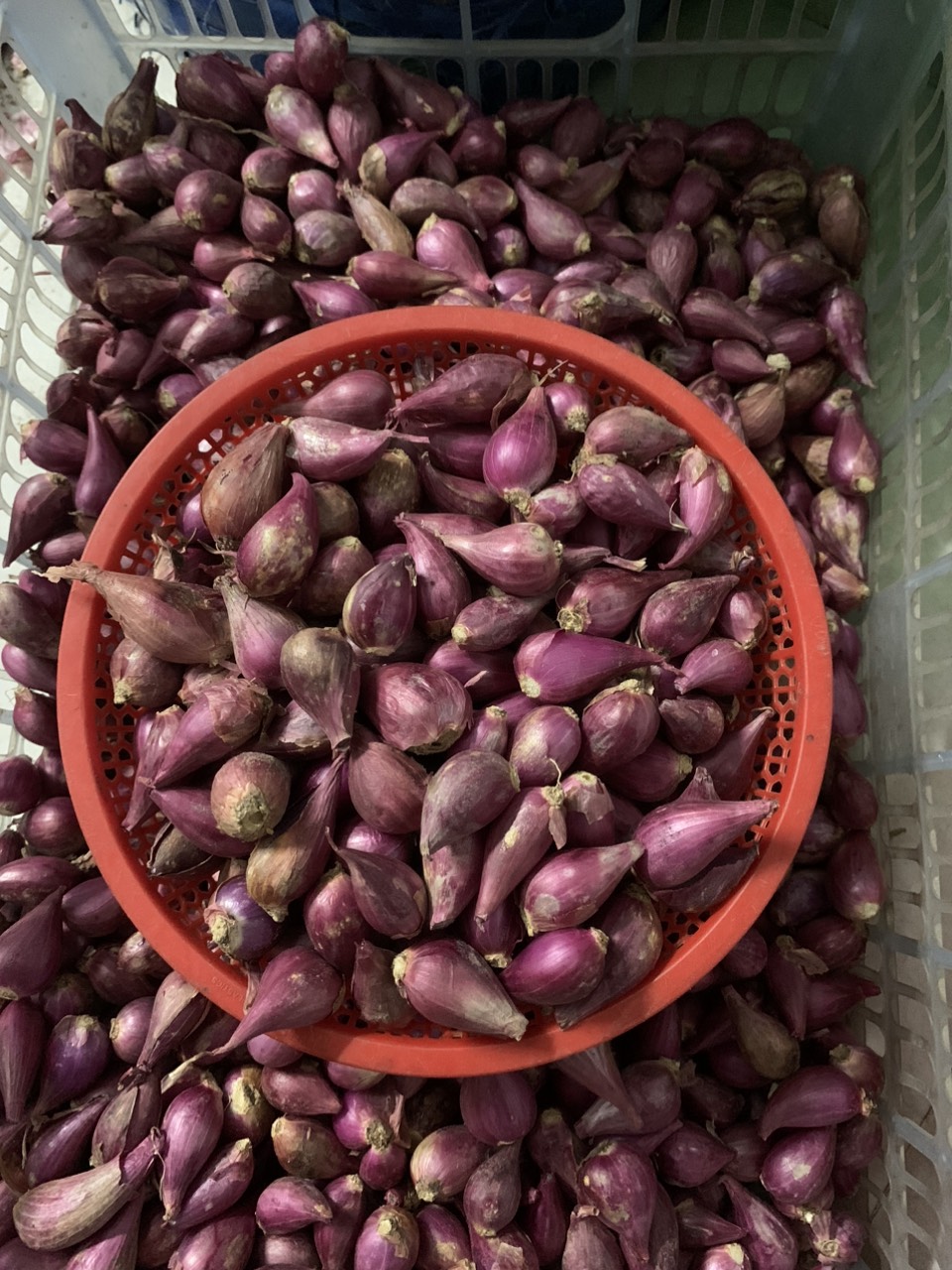 Hành tím vĩnh châu, sóc trăng Loại nhỏ 500g