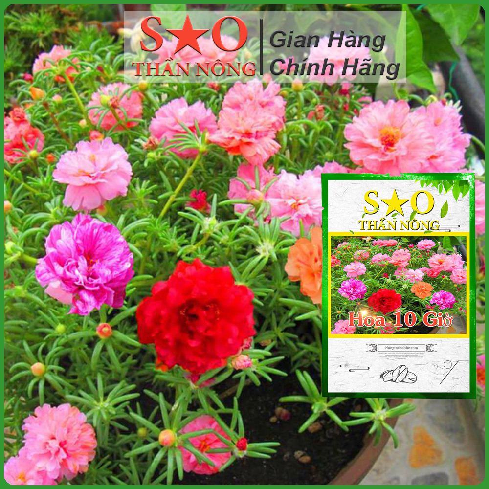 Hạt giống Hoa 10 giờ thái nhiều loại màu -500 hạt -2g - Hoa mười giờ Sao Thần Nông