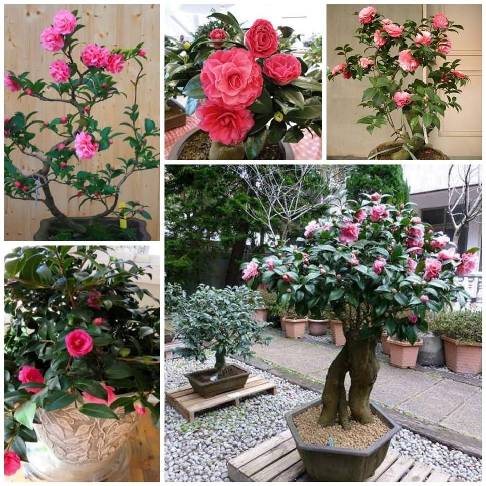 Combo 3 cây giống hoa hồng trà