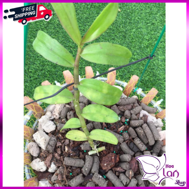 Lan phi điệp hồng mỹ nhân