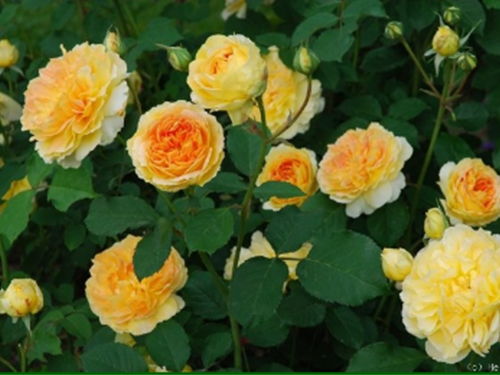 Hoa hồng ngoại nb Molineux Rose size trung