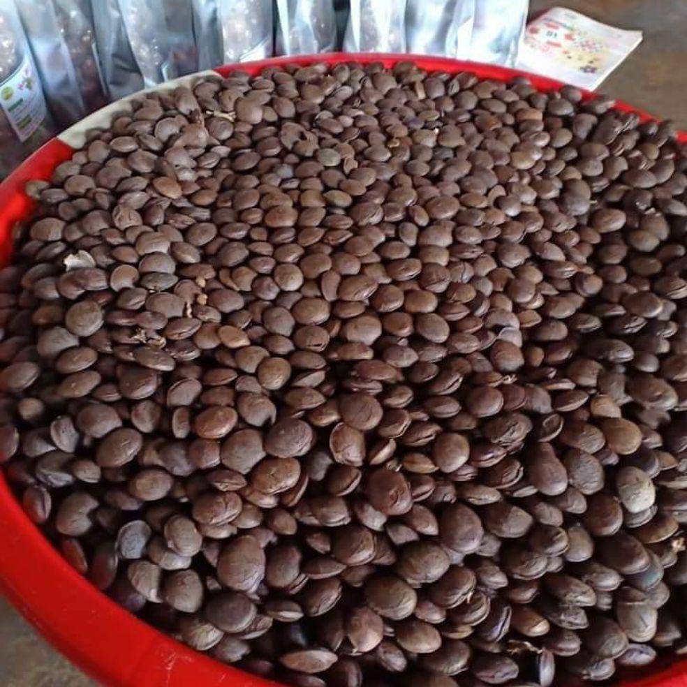 Hạt sachi tươi chưa rang sấy