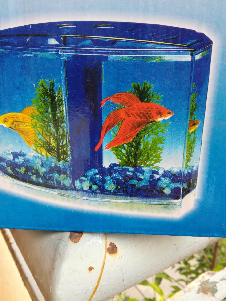 [HCM]Hồ Cá Betta 2 Ngăn Bằng Nhựa