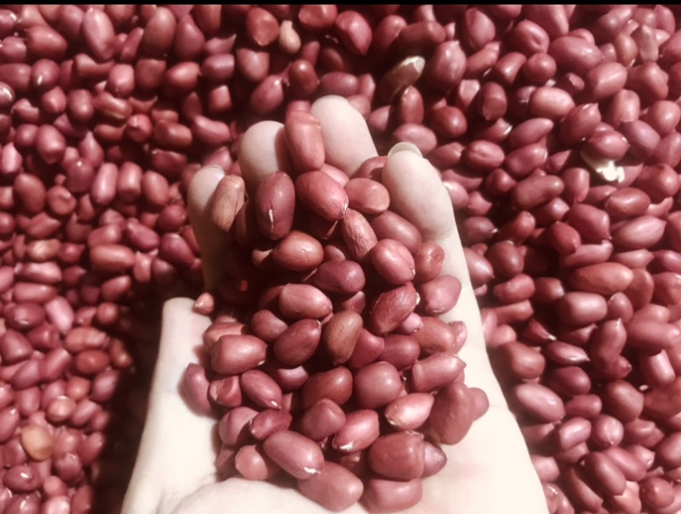 [Hàng chuẩn] Đậu phộng, Lạc đỏ sống Thái Bình nấu xôi, nấu ăn ngon túi 1kg, uống bia, đậu phụng giàu protein hạt mẩy | Tạp hóa Ánh Thảo