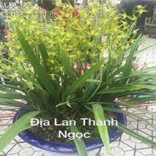 Chậu địa lan thanh ngọc