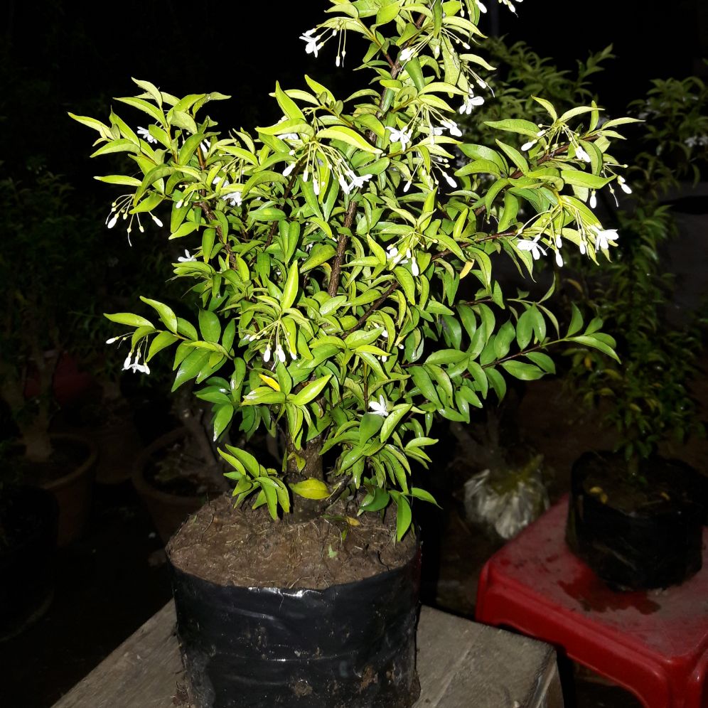 5 cây mai chiếu thủy giống