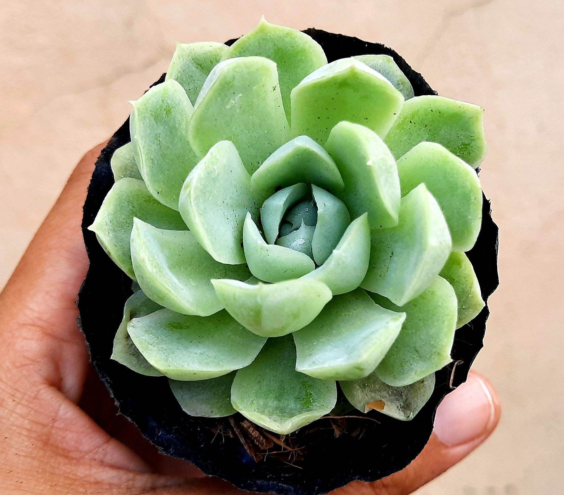Sen đá thanh cúc size bầu