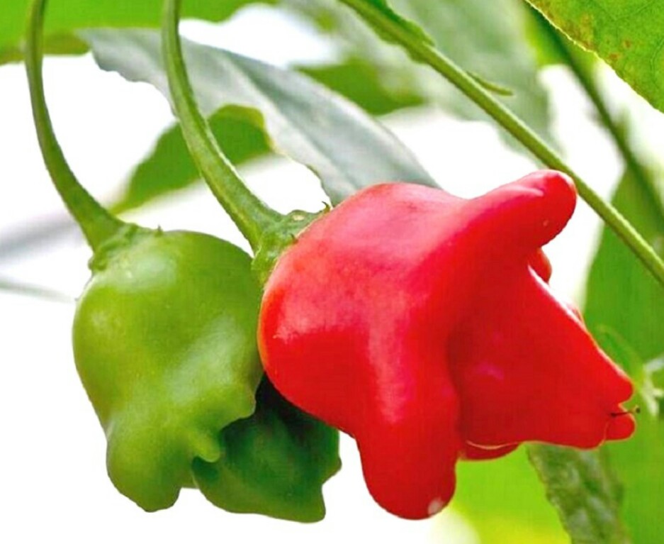 HẠT ỚT HOA HỒNG (gói 40 hạt)