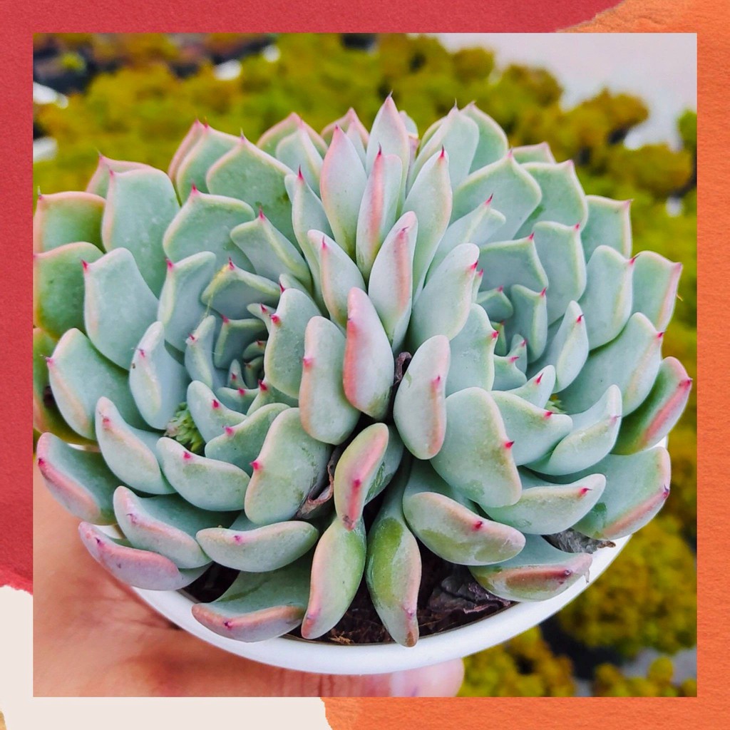 Sen đá bánh bao gai đỏ size trung bình lỗi 1 đổi 1