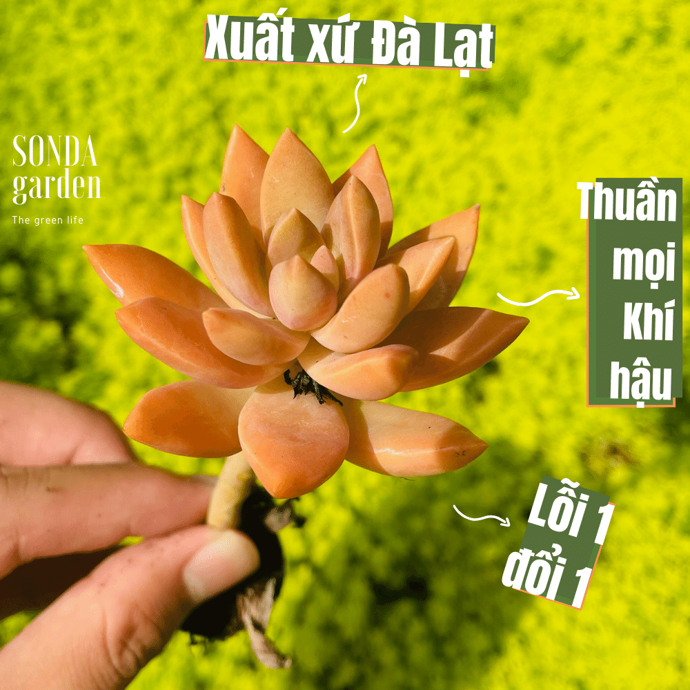Sen đá đá đỏ cổ thụ size mini, lỗi 1 đổi 1