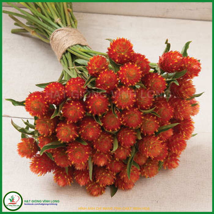 Hạt giống hoa Cúc Bách nhật màu Đỏ RD 862 - 0,1g