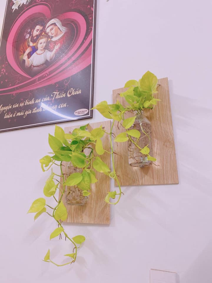 KỆ TREO HOA TRÊN TƯỜNG(trồng cây trầu bà nhé)