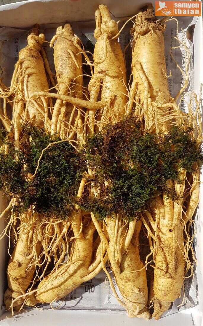 [FreeshipMAX] Sâm Tươi Hàn Quốc 6 Năm Tuổi 8 Củ- 1kg, Nhân Sâm Hàn Quốc, có tác dụng chống mệt mỏi, tăng cường bồi bổ sức khỏe, minh mẫn, sảng khoái, sâm hàn quốc, nhân sâm tươi hàn quốc, sâm tươi hầm gà, sâm tươi ngâm mật ong, , Sâm Yến Thái An