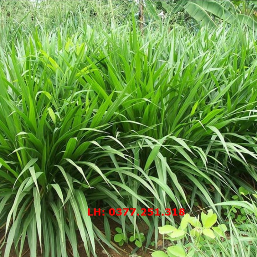 Hạt giống cỏ mulato ii năng suất cao - cỏ sả dinh dưỡng chăn nuôi trâu, bò, dê, ngựa, thỏ, cá