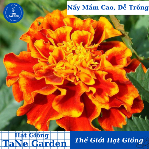 Hạt giống hoa cúc vạn thọ lùn 30cm - mix sparky