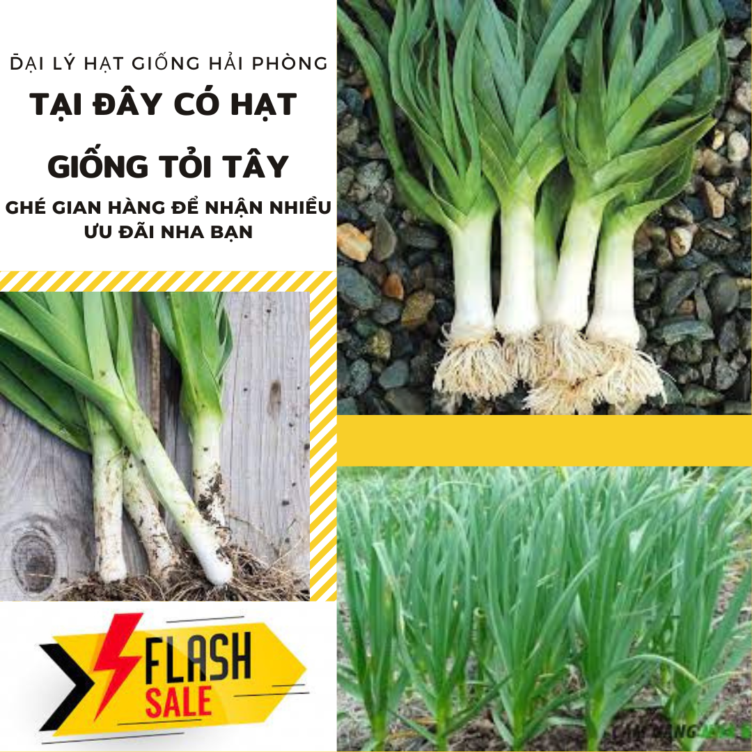 ⚡ hạt giống rau ⚡ gói 2 gram hạt giống cây tỏi tây