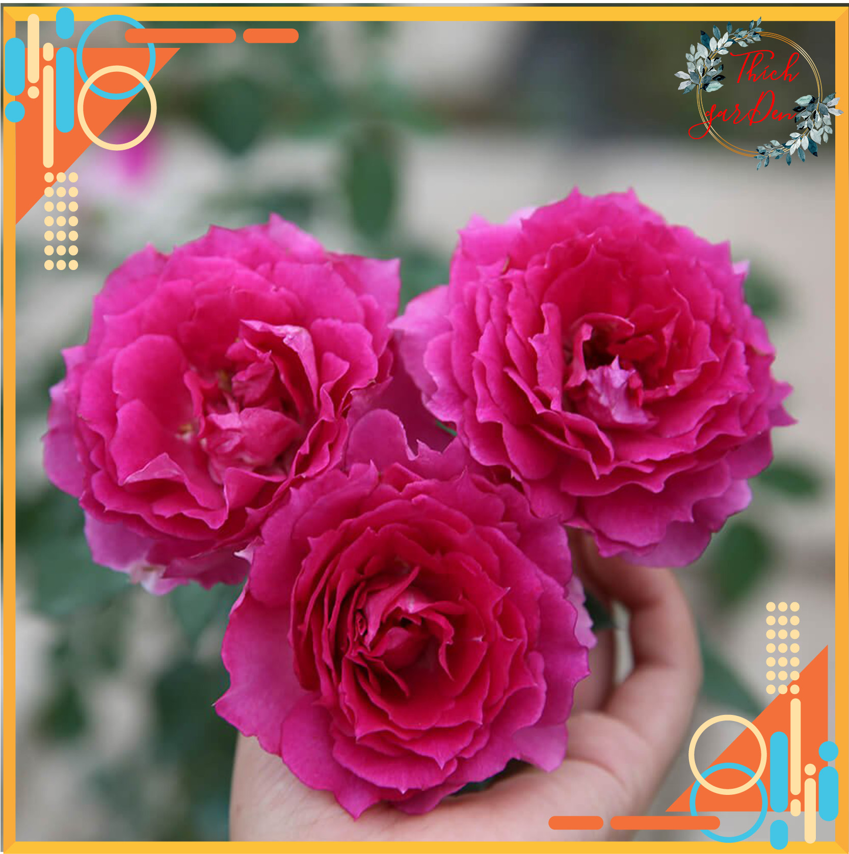 Cây hoa hồng Sheherazad tặng phân bón cho cây