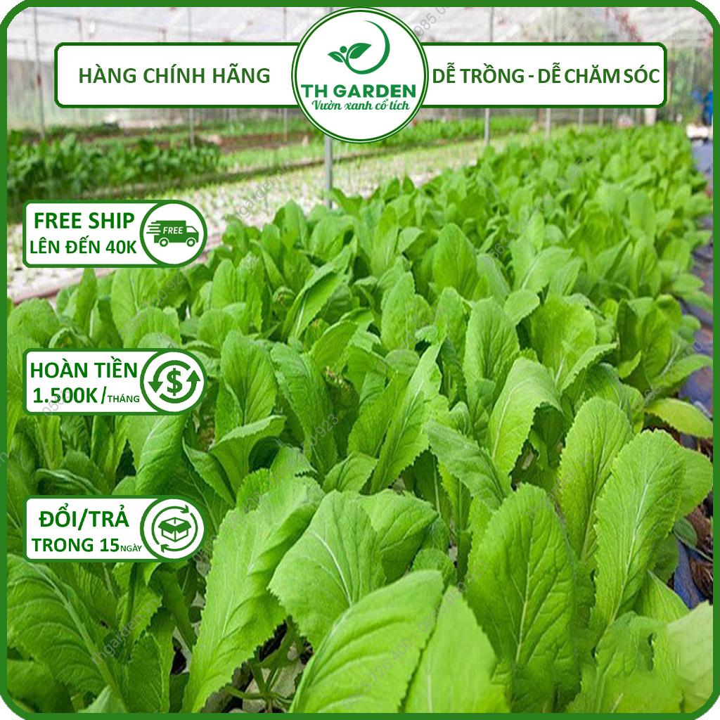 Hạt Giống Cải Canh Lá Vàng TH Garden - Hạt Giống Cao Sản, Dễ Trồng Dễ Chăm Sóc, Thơm Ngon, Năng Suất Cao, Giàu Dinh Dưỡng