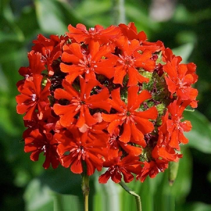 Hạt giống hoa thu la đỏ gói 50 hạt xuất xứ Đức