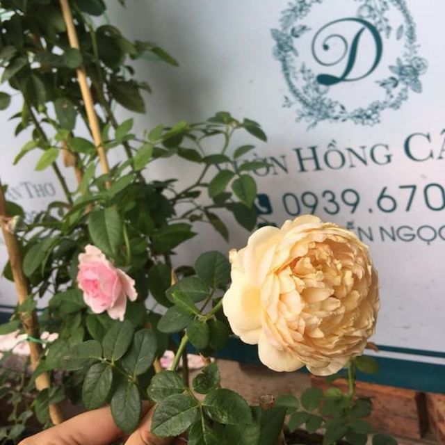 [ Xả - Cắt Lỗ] Hoa hồng ngoại Charles darwin