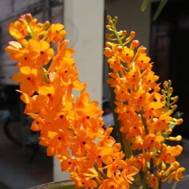 Lan hỏa hoàng cam