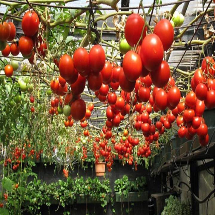 hạt giống cà chua chùm leo giàn gói 30 hạt mua từ 50k tặng 2 sản phẩm