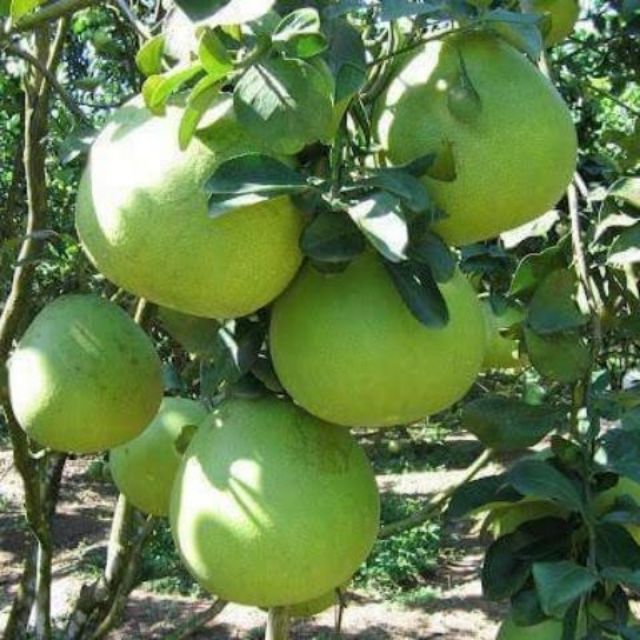 Cây giống bưởi da xanh không hạt ruột hồng f1