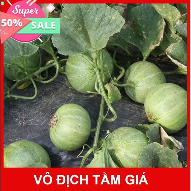 Hạt Giống Dưa Lê Xanh Siêu Ngọt(Nhập Nguyên Gói Bao Bì Đài Loan)