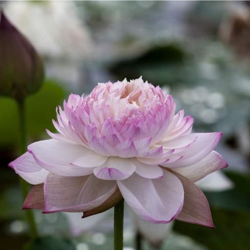 Hoa sen thái: super lotus