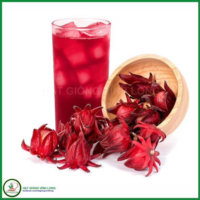 Hạt giống hoa Bụp giấm (Atiso đỏ) - 15 hạt