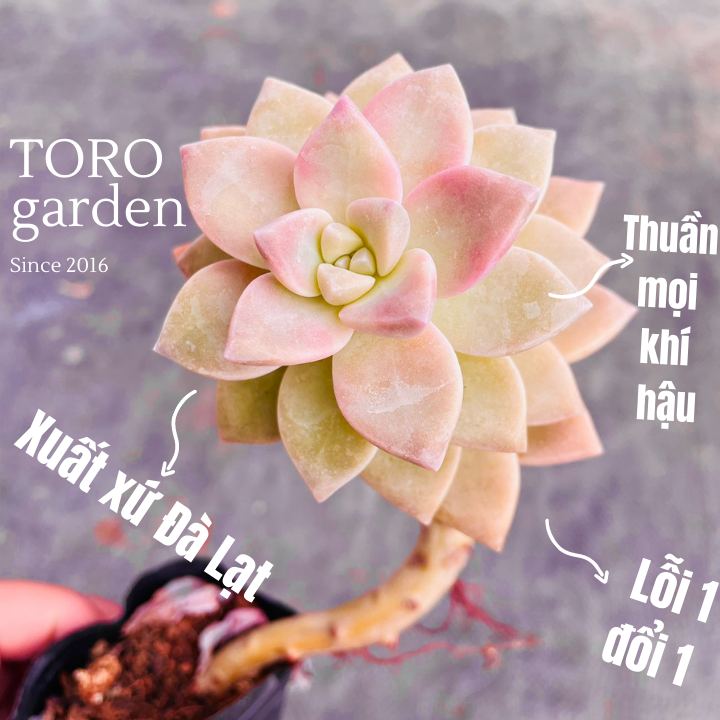 Sen đá pink gem cổ thụ đà lạt size bé hư 1 đổi 1 siêu cute