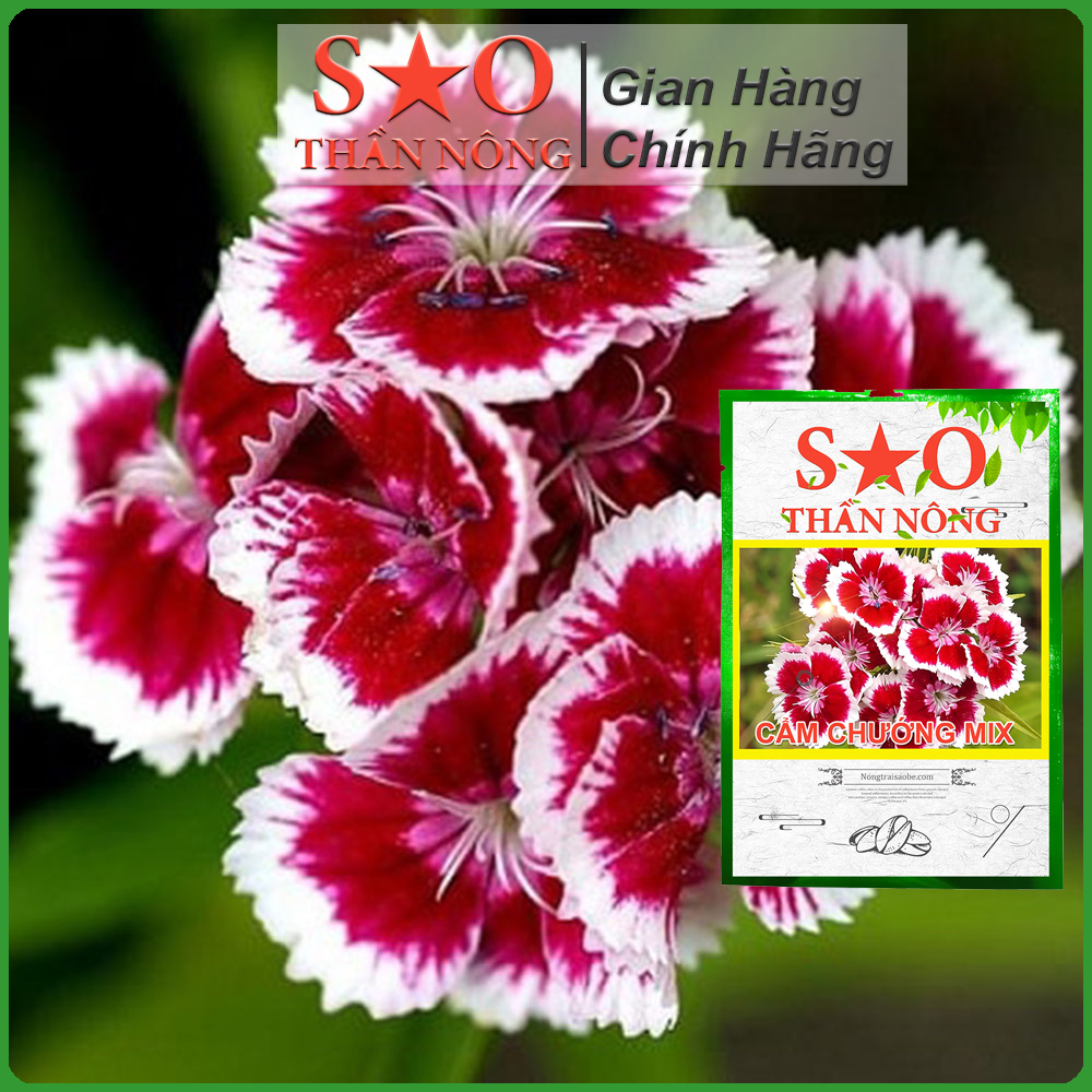 Hạt giống hoa cẩm chướng Sao Thần Nông Mix nhiều màu - gói 100 hạt Thời vụ trồng : quanh năm , thích hợp khí hậu nhiệt đới khắc nghiệt , thích hợp mùa hè Cây sinh trưởng mạnh, kháng bệnh tốt