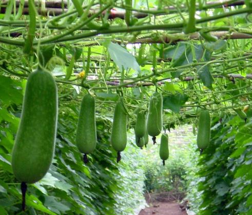 Hạt giống bí đao chanh lai F1 (trái dài) gói 20 hạt Thuận Điền