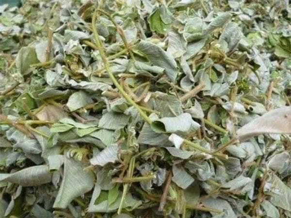 Kim Tiền Thảo khô 1kg