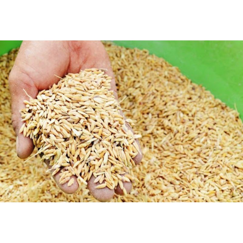 1kg lúa cho gà, vịt, cu gáy, vẹt, chim cảnh, chuột, hamster