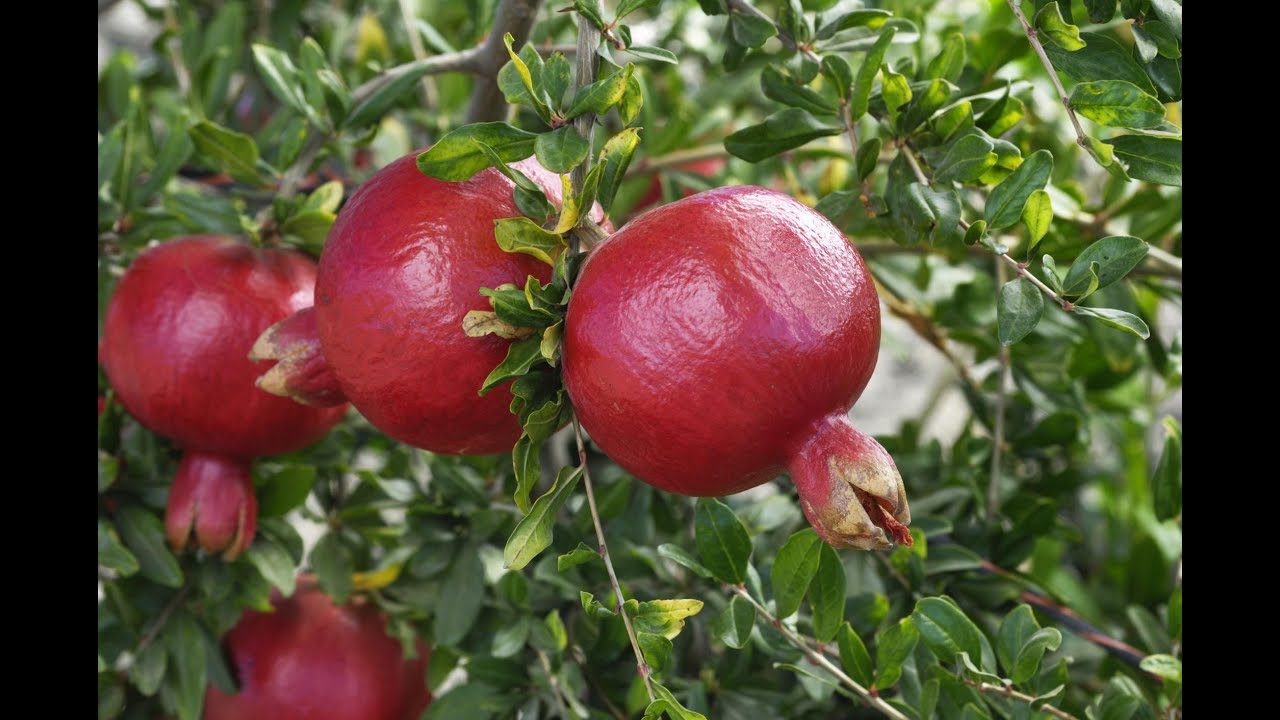 [HCM]Hạt giống cây lựu lùn cao sản - tặng thêm gói hạt ngẫu nhiên