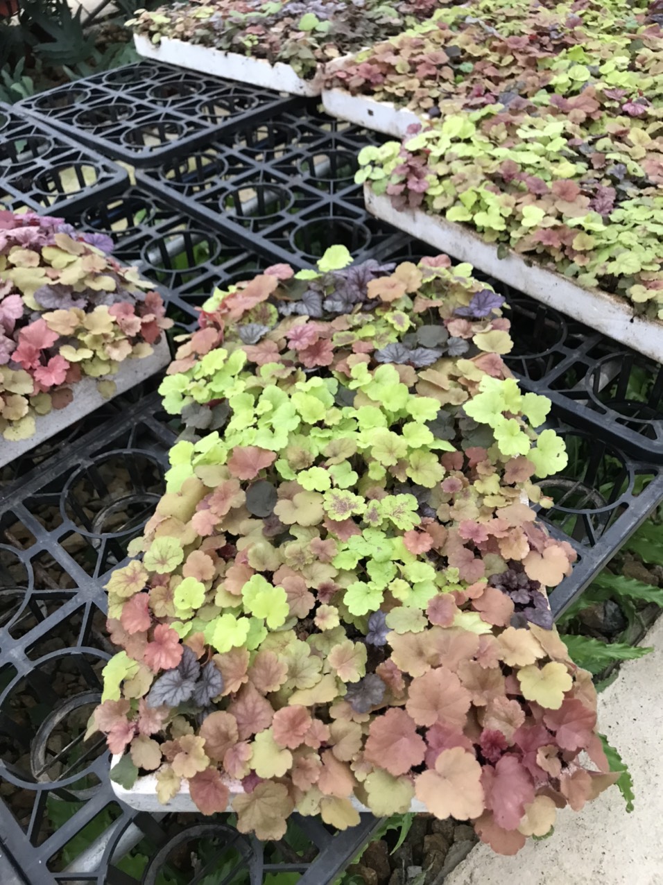 Cây chuông san hô - heuchera cây giống - cây con rễ nhiều đang phát triển