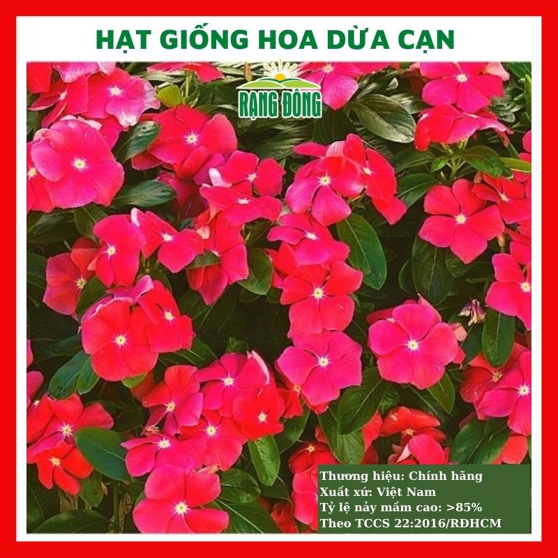 Hạt giống hoa dừa cạn - rau củ quả trồng chậu, sân vườn ban công nảy mầm cao 0,03g RADO822
